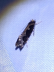 Scardiinae