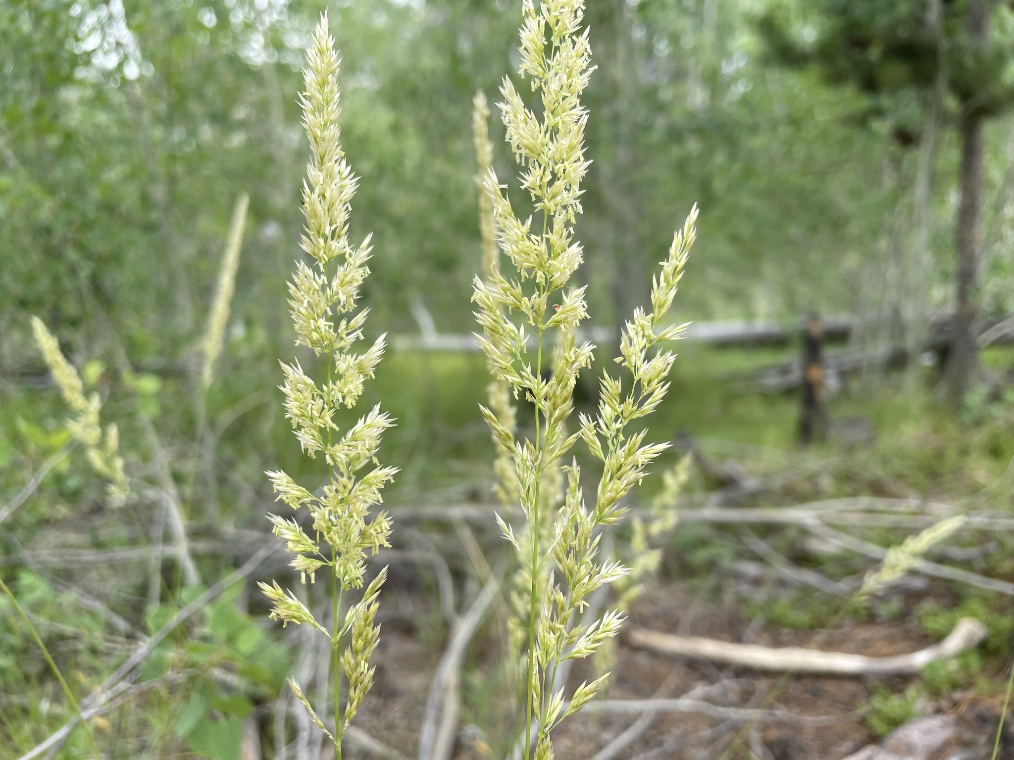 Calamagrostis rubescens