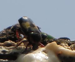 Pedinorrhina trivittata