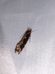 Scardiinae