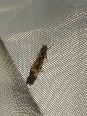Scardiinae