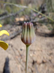 Othonna hederifolia