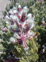 Paranomus tomentosus