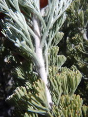 Paranomus tomentosus