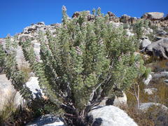 Paranomus tomentosus