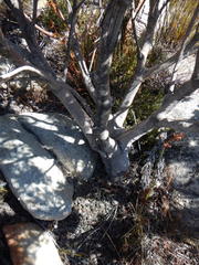 Paranomus tomentosus