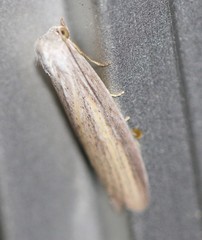 Prionopterina grammatistis