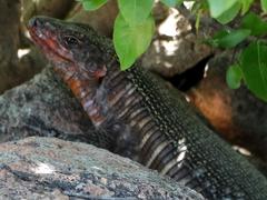 Matobosaurus validus
