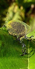 Arcas imperialis
