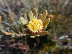 Leucadendron nitidum