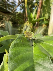 Arcas imperialis