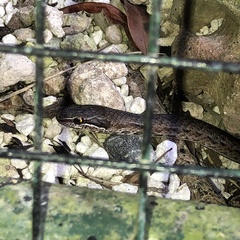Cubophis vudii