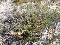 Leucadendron nitidum