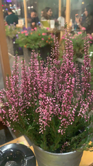 Calluna vulgaris
