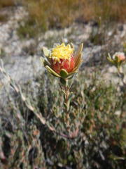 Leucadendron nitidum