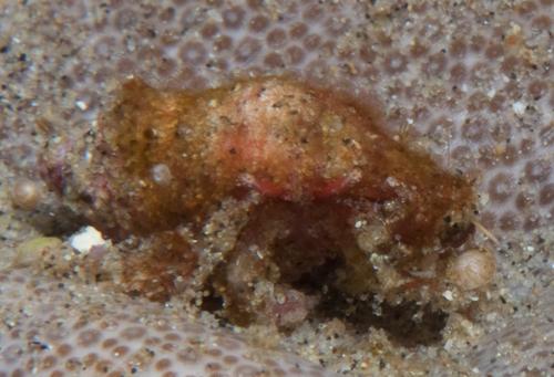 Micropagurus devaneyi