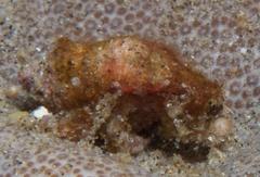 Micropagurus devaneyi