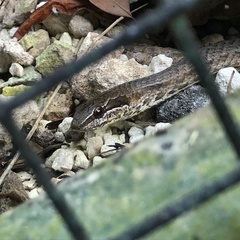 Cubophis vudii