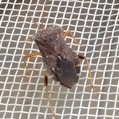 Anasa scorbutica