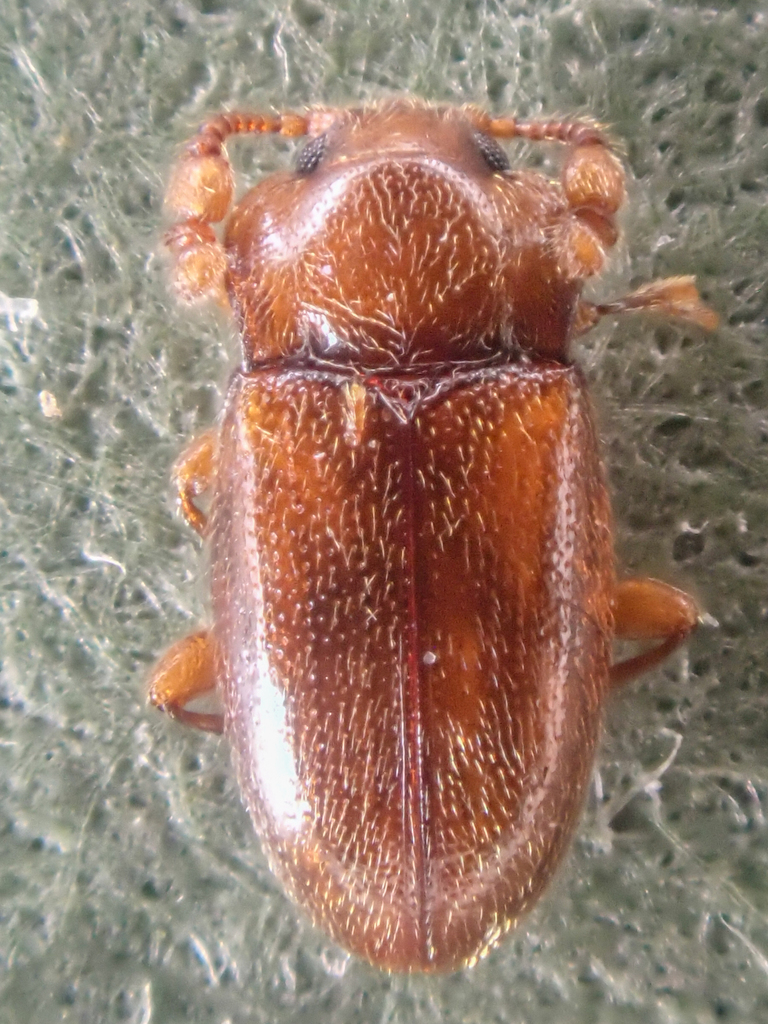 Hadromychus