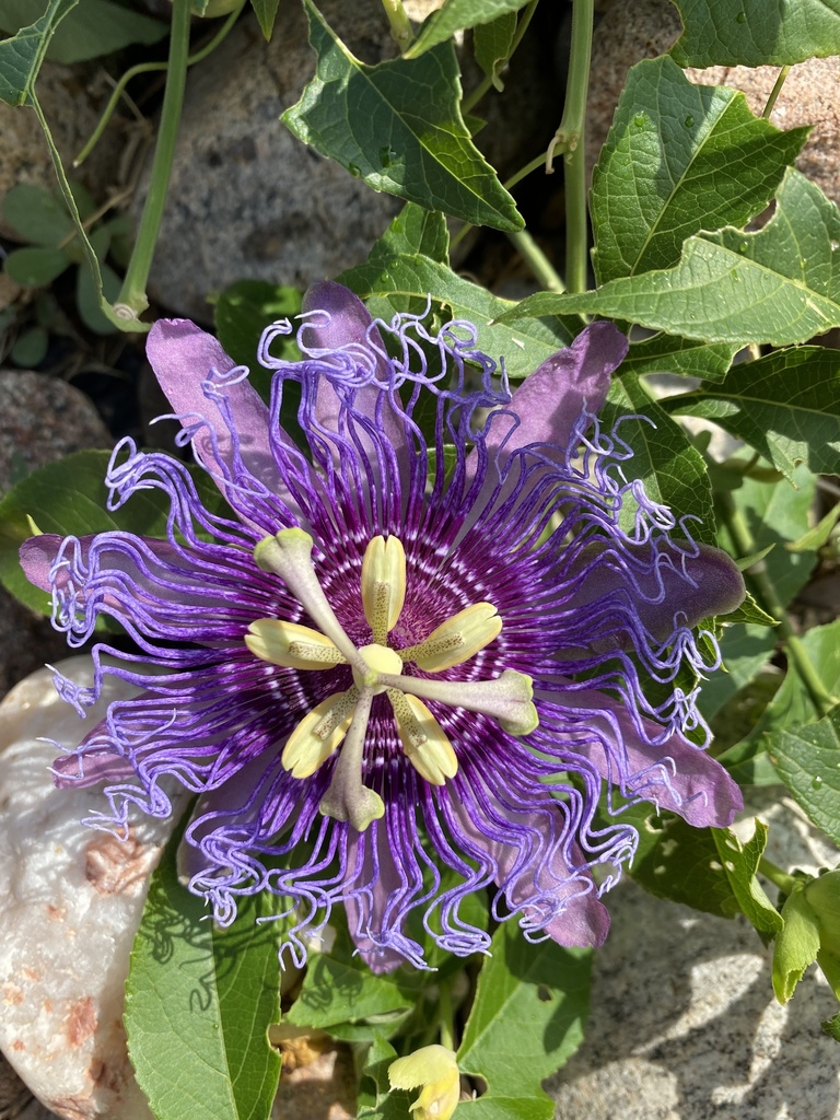 Passiflora 'Incense' from Raintree Dr, Highland Village, TX, US on