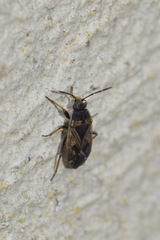 Trapezonotus dispar