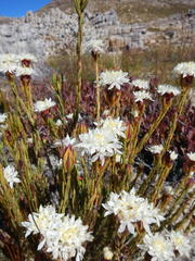 Lachnaea naviculifolia