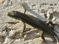 Podarcis muralis