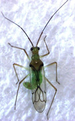Felisacus elegantulus