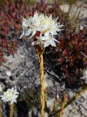 Lachnaea naviculifolia