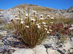 Lachnaea naviculifolia
