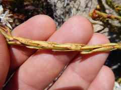 Lachnaea naviculifolia