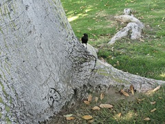 Euphagus cyanocephalus
