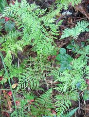 Asplenium appendiculatum