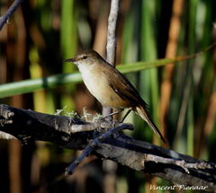 Acrocephalus scirpaceus baeticatus