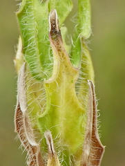 Wahlenbergia cuspidata