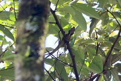 Bronchocela