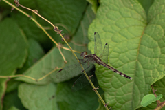 Erythrodiplax basifusca