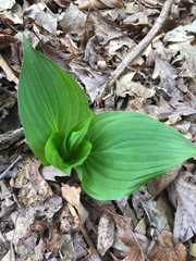 Hosta