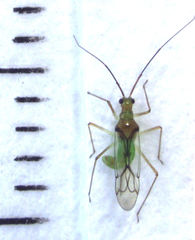 Felisacus elegantulus