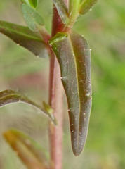 Wahlenbergia cuspidata