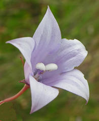 Wahlenbergia cuspidata