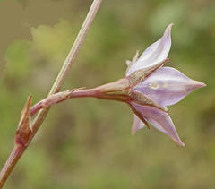 Wahlenbergia cuspidata