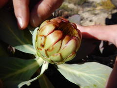 Protea recondita