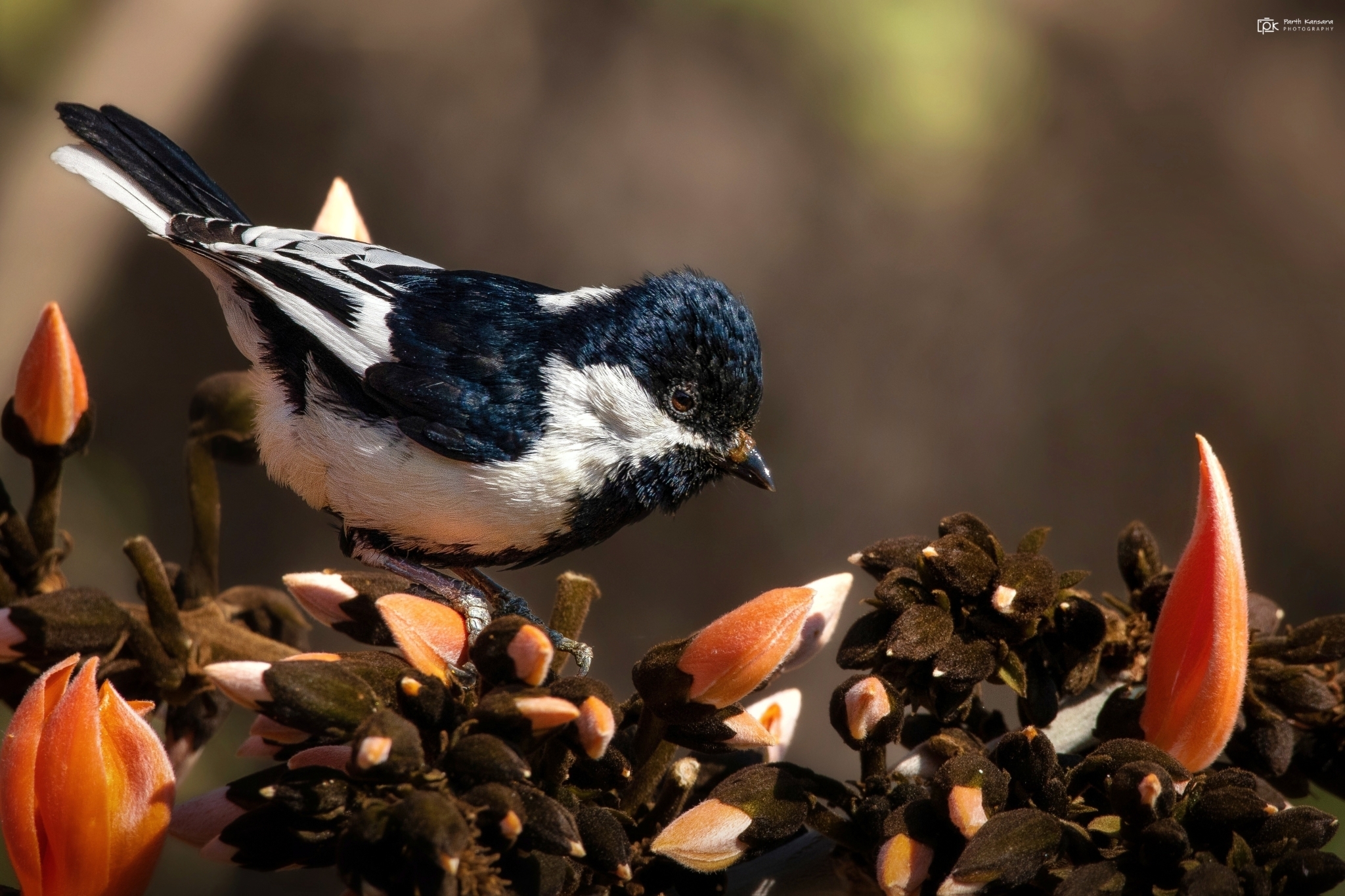 White-naped Tit illustration