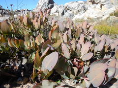 Protea recondita