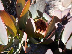 Protea recondita