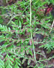 Asplenium appendiculatum