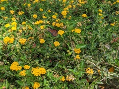 Danaus gilippus