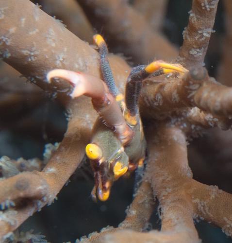 Quadrella maculosa